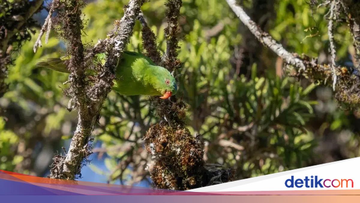 Burung Langka Asli Indonesia Muncul Kembali Setelah Seratus Tahun Menghilang