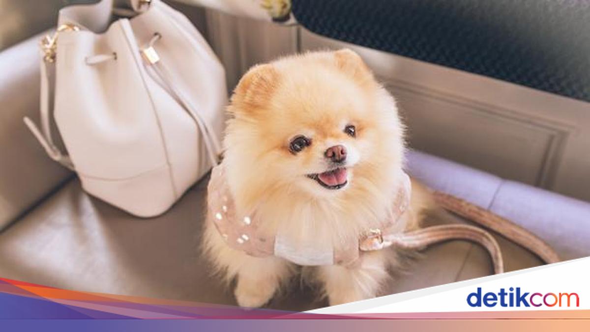Perkembangan Terbaru Kasus Pelecehan Anjing Pomeranian di Jakarta Utara