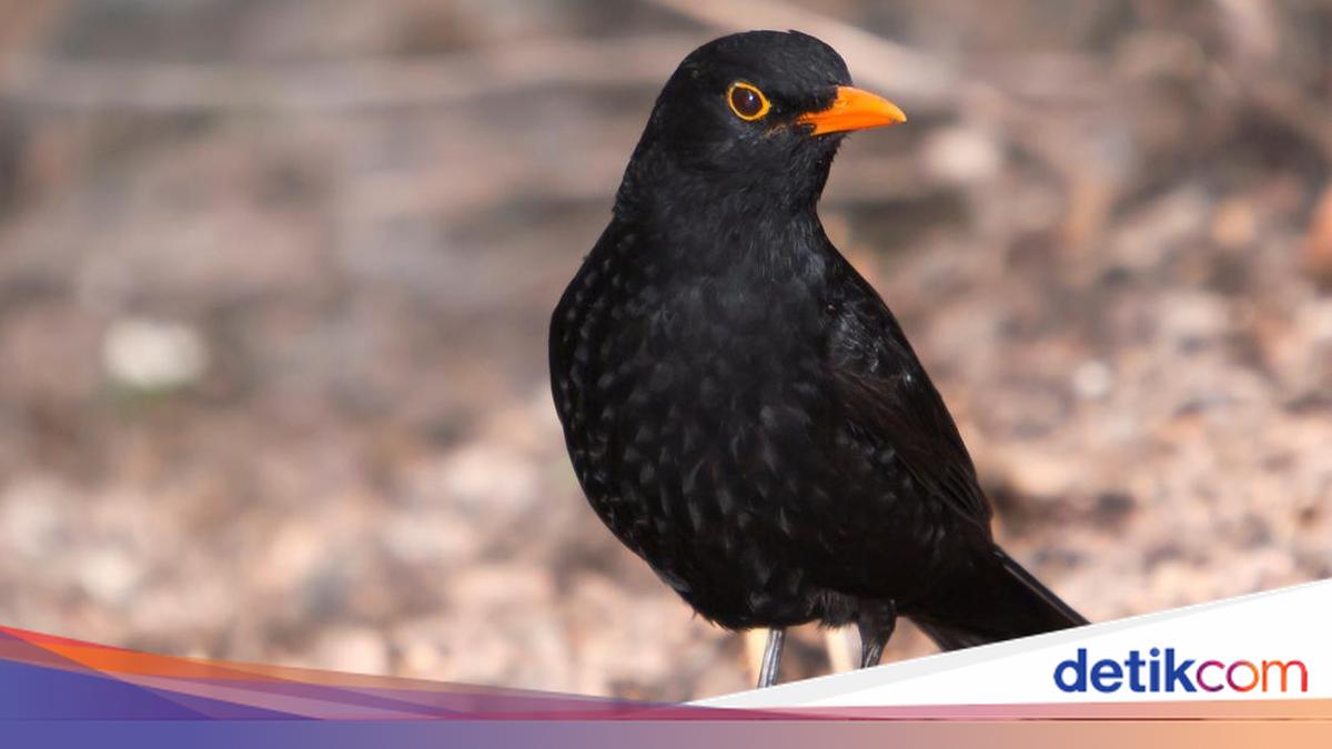 Burung dengan Kicauan Paling Menyenangkan dan Mengganggu Menurut Penelitian