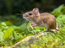 7 Metode untuk Mencegah Tikus Masuk ke Dalam Rumah, Dapat Dilakukan Sendiri!