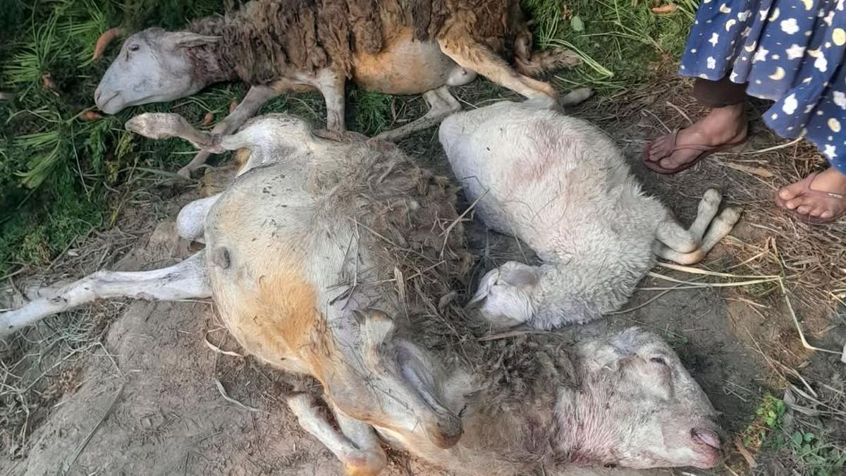Aksi Berani Mbah Sugini Mengusir Macan Kumbang dengan Sandal