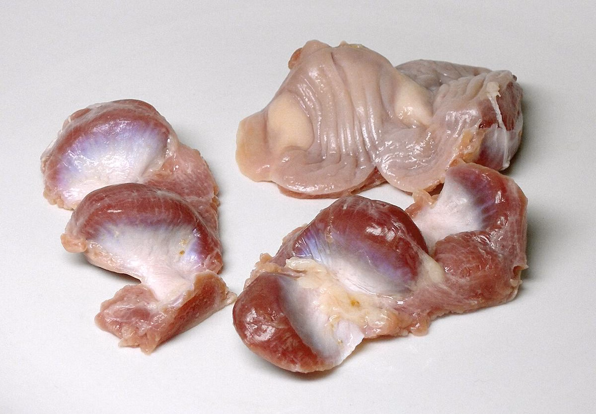 Ampela Ayam: Sumber Protein dan Zat Besi, Berapa Porsi yang Tepat untuk Dikonsumsi?
