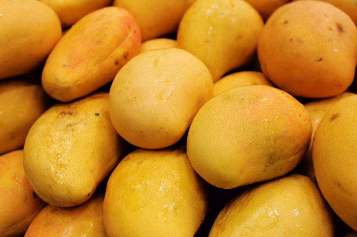 Dampak Positif Konsumsi Mangga Setiap Hari bagi Kesehatan Tubuh