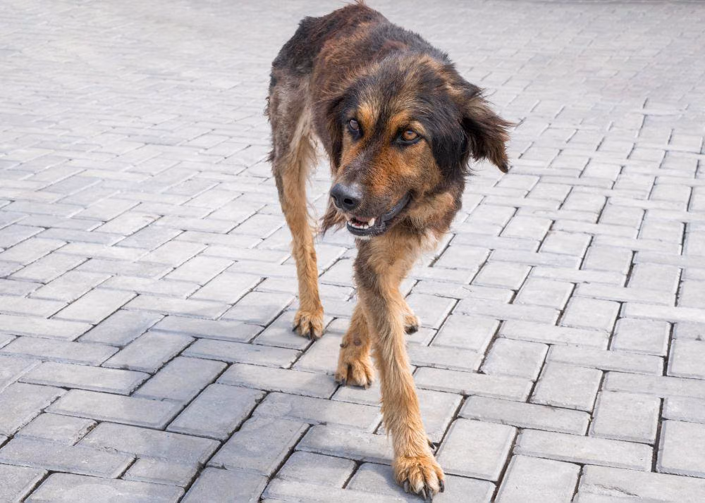 Penularan Rabies: Lebih dari Sekadar Gigitan Anjing