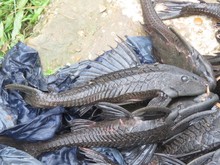 Asal Usul Ikan Sapu-sapu di Indonesia, Terkait Perdagangan Ikan Hias