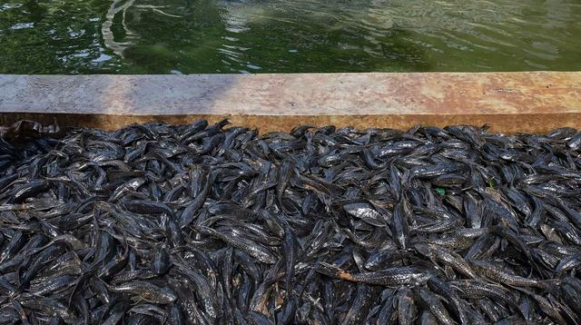 Risiko Kesehatan dari Konsumsi Ikan Sapu-Sapu yang Terpapar Pencemaran