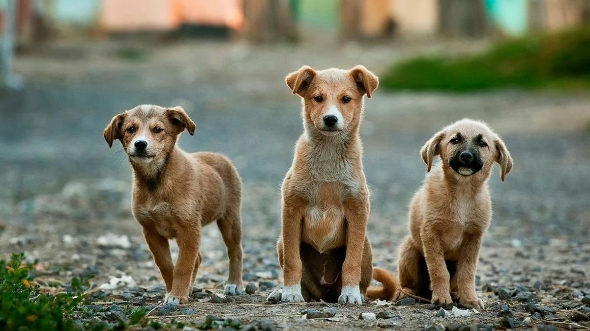 Apakah Anjing Kecil Memiliki Umur yang Lebih Panjang? Simak Penjelasannya