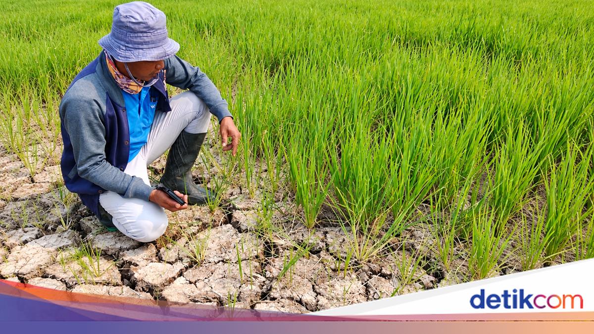 BMKG Mengeluarkan Peringatan Kekeringan Meteorologis di Jakarta dan Jawa Barat