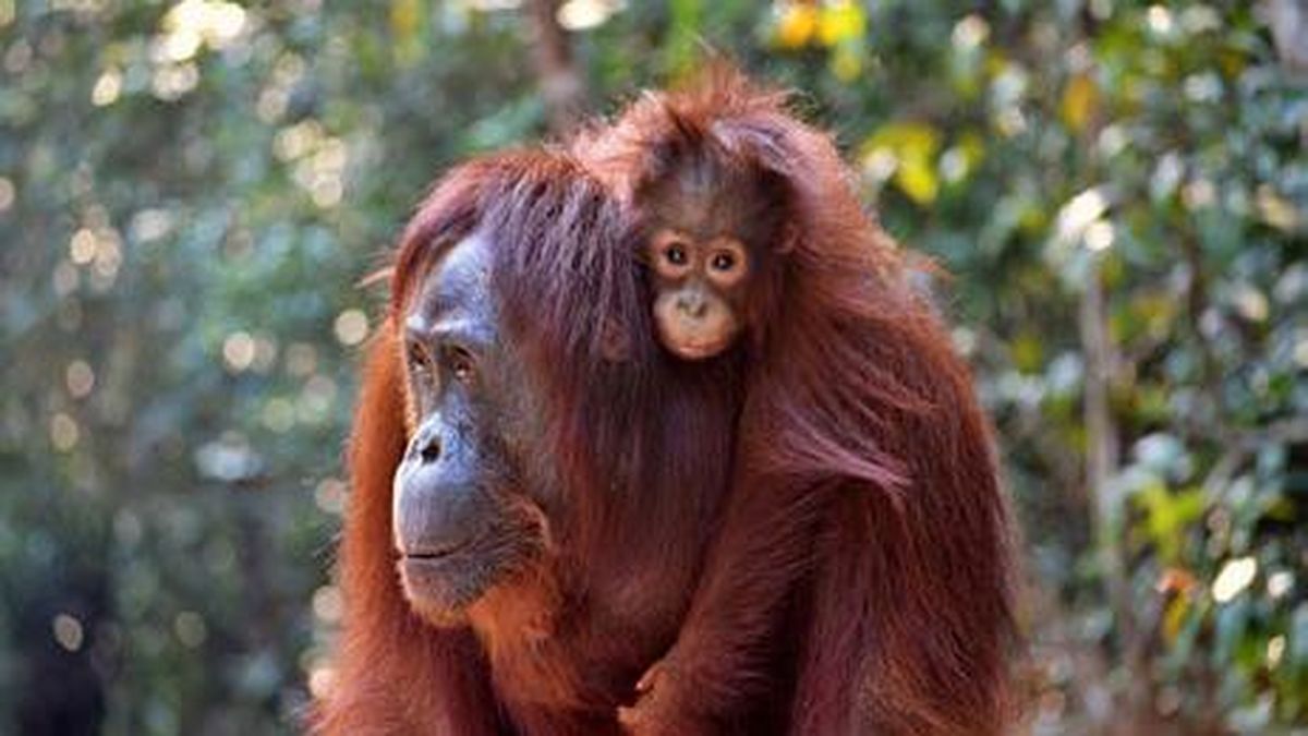 Induk Orang Utan Tempuh Jarak Jauh Demi Kesempatan Bermain Anak