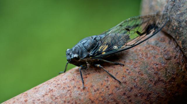 COVID-19 Cicada Tidak Disebarkan Serangga Tonggeret, Pakar: Hanya Karakternya yang Mirip