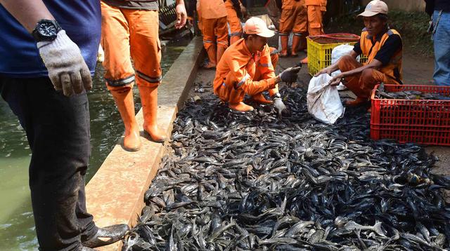 Dampak Kesehatan Konsumsi Ikan Sapu-Sapu dari Perairan Tercemar