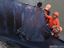 DKI Jakarta Terus Berupaya Menanggulangi Penjualan Sapu-sapu: 10 Ton Disita, Penjual Diberi Edukasi