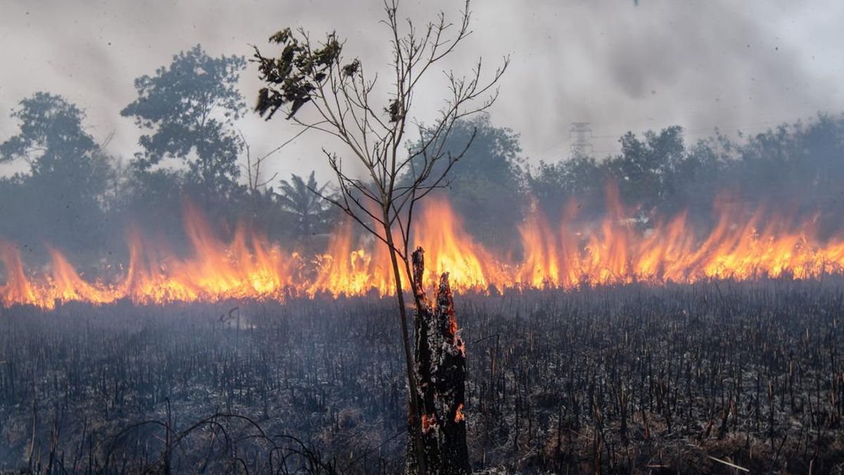 DPRD Sumsel Dorong Penegakan Hukum terhadap 20 Korporasi Penyebab Karhutla
