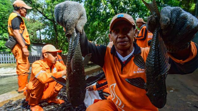 Apakah Ikan Sapu-Sapu Layak Dikonsumsi? Penjelasan dari Ahli Keamanan Pangan IPB