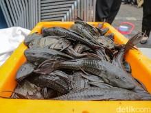 Ikan Sapu-sapu Dapat Bertahan di Darat Lebih dari 24 Jam