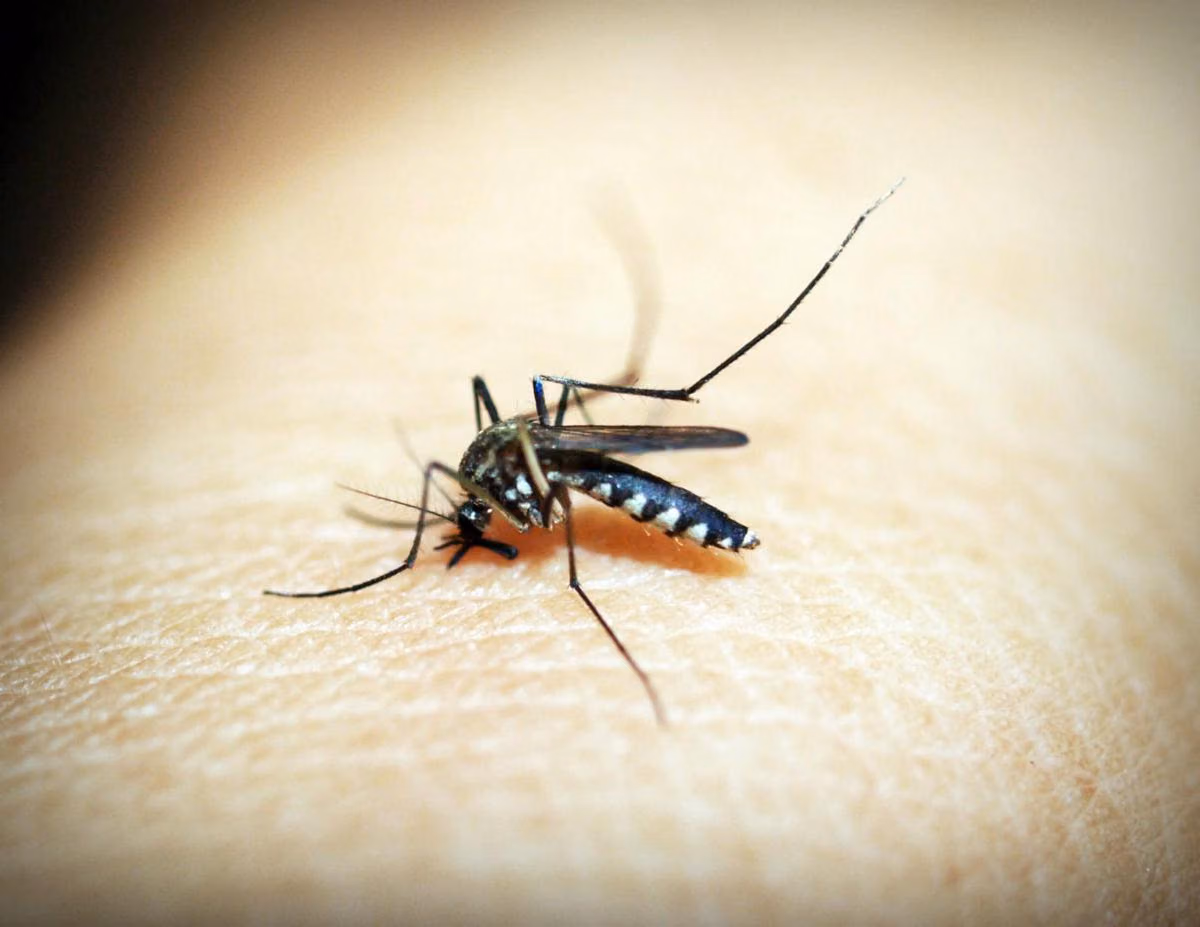 Dampak Perubahan Iklim terhadap Penyebaran Penyakit Dengue dan Malaria