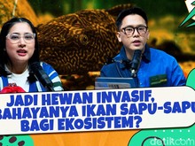 Bahaya Ikan Sapu-sapu: Ancaman Serius Terhadap Keseimbangan Ekosistem