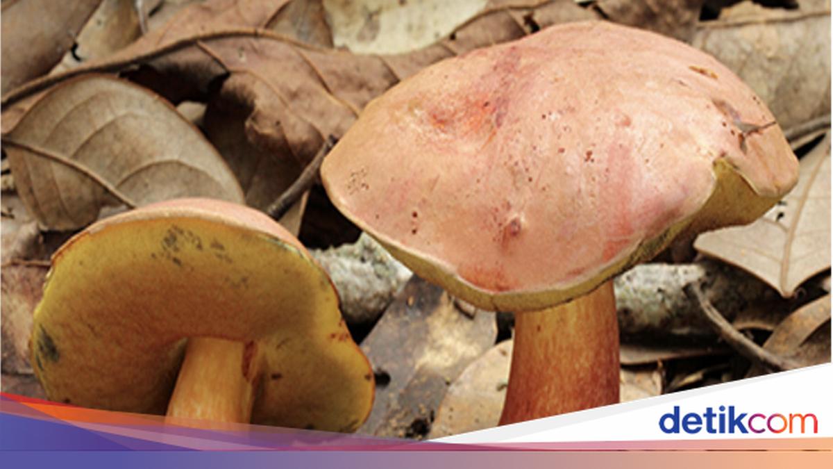 Jamur Aneh di China Menyebabkan Halusinasi Melihat 'Peri'