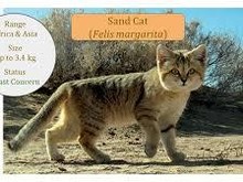 Kucing Ini Mampu Menggonggong Seperti Anjing, Bagaimana Hal Itu Bisa Terjadi?