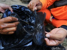 ---
Risiko Penggunaan Ikan Sapu-Sapu sebagai Pupuk dalam Rantai Makanan

---