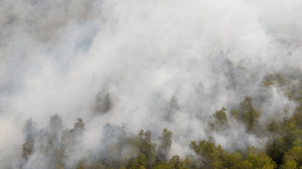 Masalah Kebakaran Hutan: APHI Soroti Pengelolaan Lahan dan Ekonomi Masyarakat
