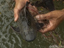 Mengapa Ikan Sapu-sapu Dikubur? Hampir 7 Ton Dimusnahkan di Jakarta