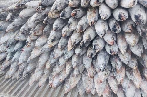 KKP Siapkan Tarif Nol Persen untuk Ekspor Tuna dan Cakalang ke Jepang