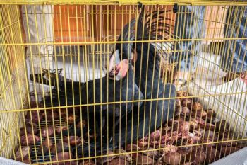 ---
Kemenhut Lanjutkan Proses Hukum Terhadap WNA Asal China

---