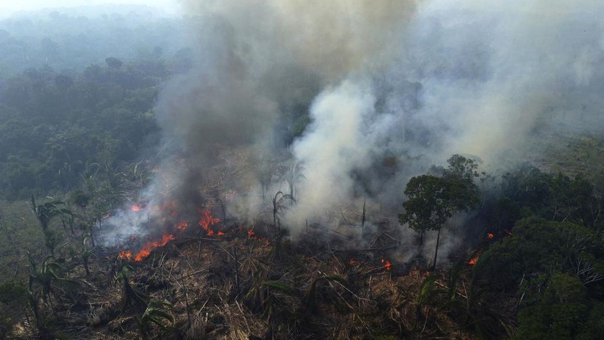 Krisis Lingkungan: Hutan Amazon Beralih Menjadi Sumber Emisi Karbon