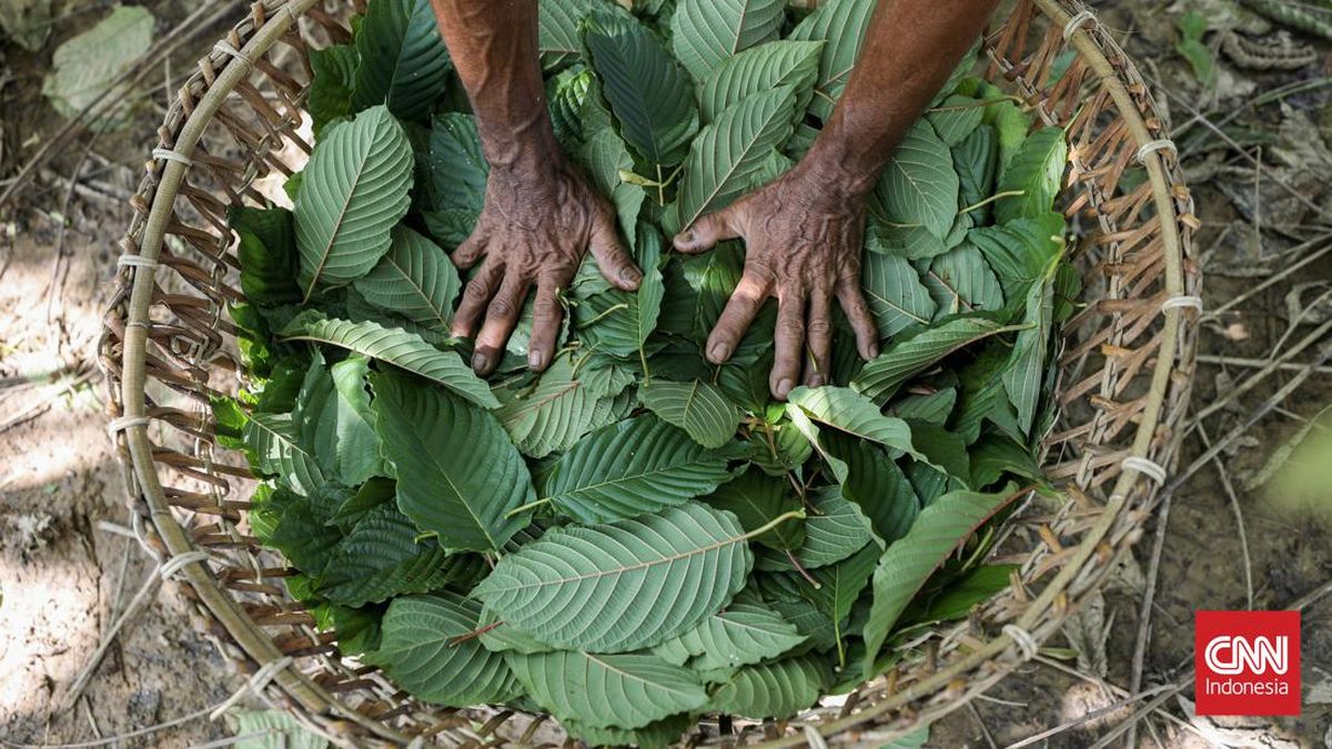 Indonesia Siap Lakukan Hilirisasi Kratom dan Kemenyan