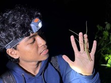 Penemuan Spesies Baru Serangga Tongkat oleh Mahasiswa Universitas Udayana