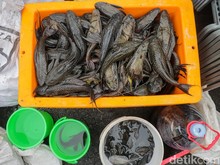 Alasan Mengapa Ikan Sapu-sapu Harus Dimusnahkan Menurut Para Ahli