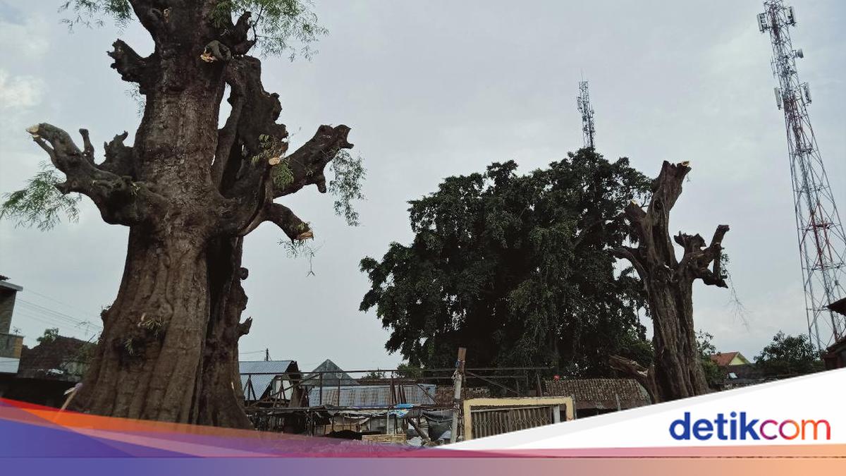 Sejarah Penanaman Pohon Asam Jawa oleh Penjajah Belanda di Indonesia