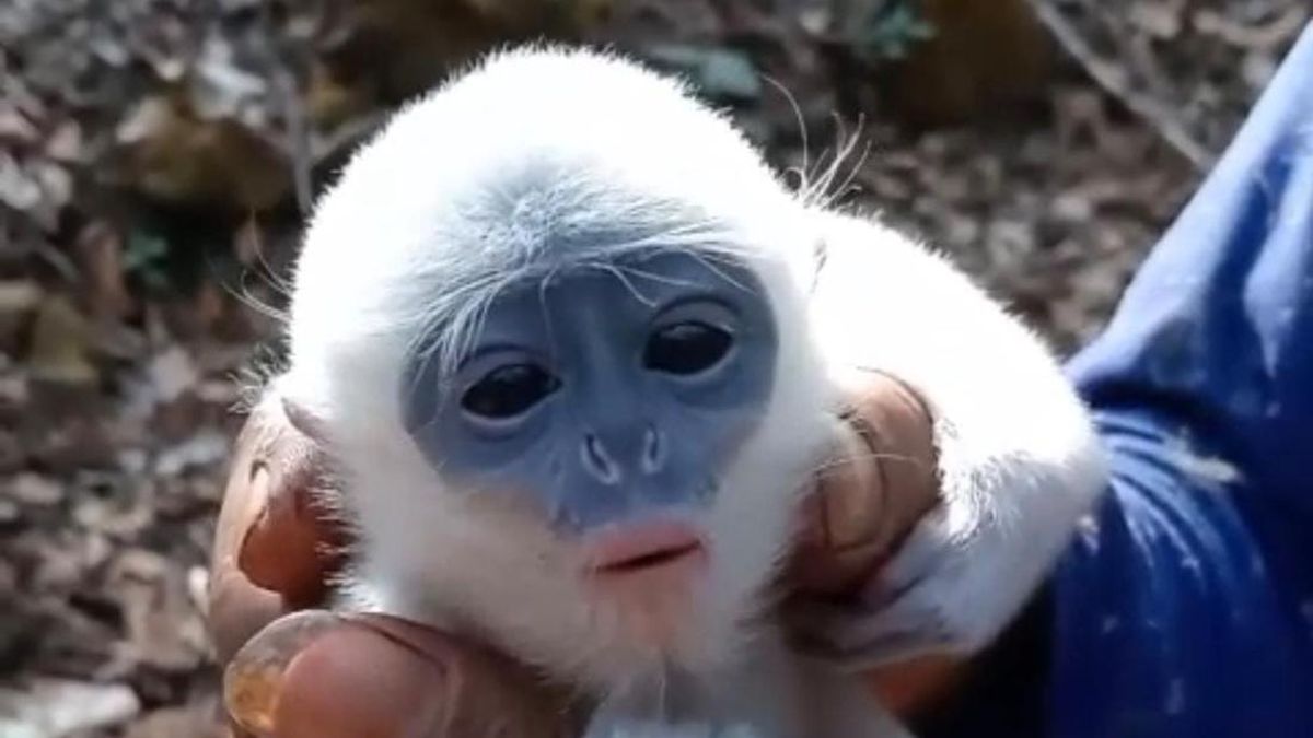 Bayi Surili Terjebak di Karhutla Gunung Ciremai, Ancaman bagi Spesies Endemik