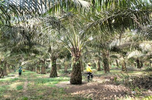 Dorongan Menteri Keuangan untuk Investasi Swasta di Sektor Kelapa Sawit