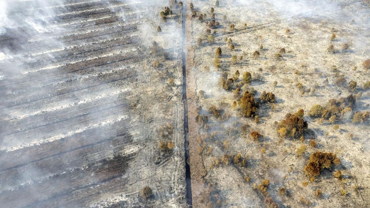 Menggali Potensi Lahan Gambut Selain Penyebab Kebakaran Hutan
