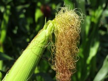 Rambut Jagung Berpotensi Menjadi Teh Herbal dan Sunscreen