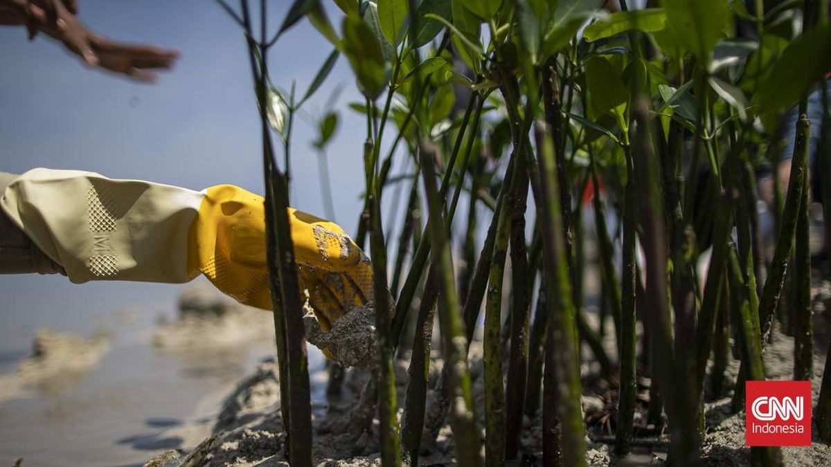 Pelantikan Kepala Badan Pengelola Gambut dan Mangrove Nasional Segera Dilaksanakan