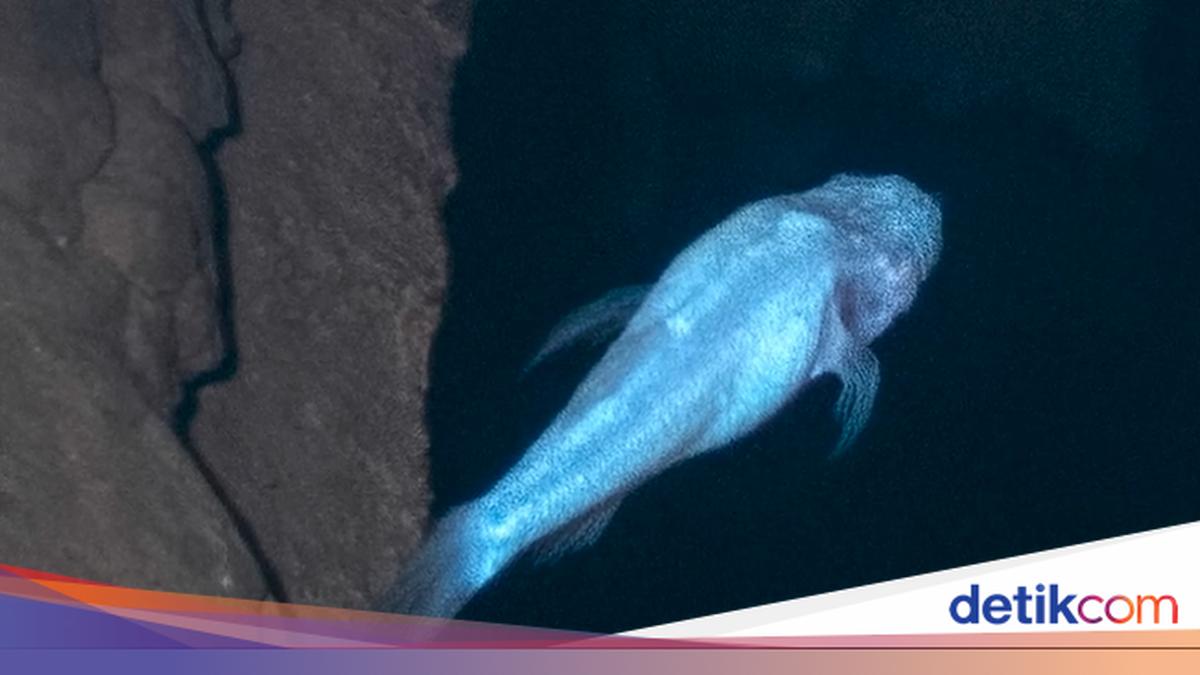 Penemuan Ikan Aneh Tanpa Mata di Gua Bobcat