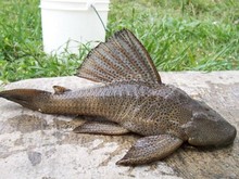 Jumlah Ikan Sapu-sapu Meningkat Pesat di Jakarta, Pakar IPB Berikan Solusi Penanganan