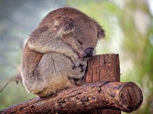 Dampak Overpopulasi Koala di Wilayah Tertentu: Tantangan Lingkungan yang Mendesak