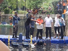 Pramono Tinjau Penangkapan Ikan Sapu-Sapu di Jakarta Utara, Total Tercatat Lebih dari 200 Kg