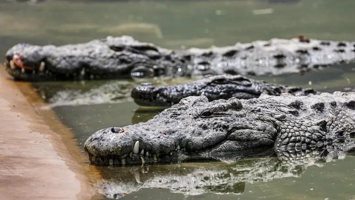 Pria di Pandeglang Terluka Parah Diterkam Buaya saat Memancing