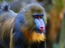 Mengapa Reptil dan Unggas Memiliki Warna Cerah Sementara Mamalia Tidak?