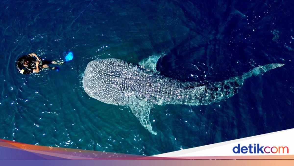 Studi: Dua Teluk di Indonesia Ini Menjadi Habitat Kunci Hiu Paus yang Tak Tergantikan