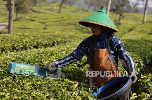 Puskopkar PTPN VIII Berinovasi dengan Diversifikasi Usaha