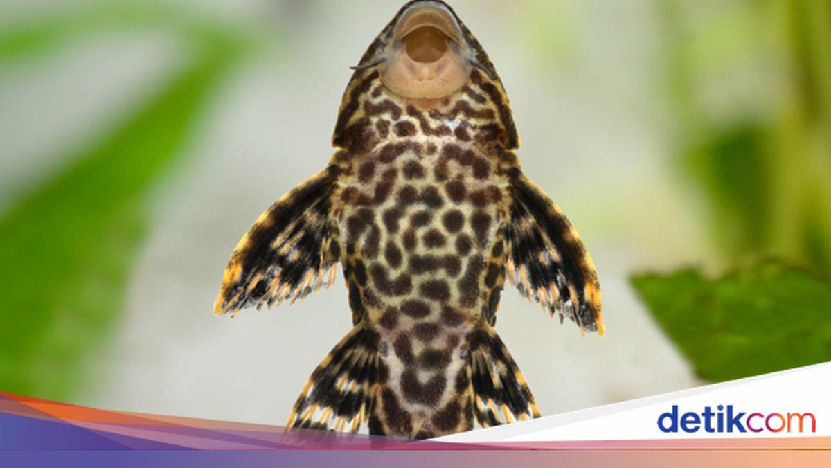 Negara Tetangga RI Juga Menghadapi Invasi Ikan Sapu-sapu, Tercatat 31 Ton Ditangkap!
