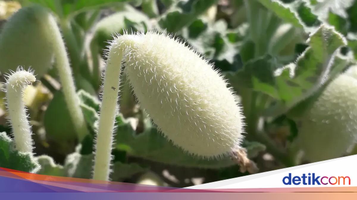 Keunikan Timun Semprot: Pelontar Bijinya Mencapai Kecepatan Hampir 50 Km/Jam